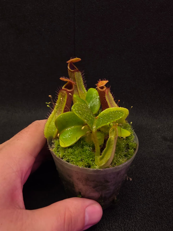 Nepenthes Truncata Red Flush F2 #11