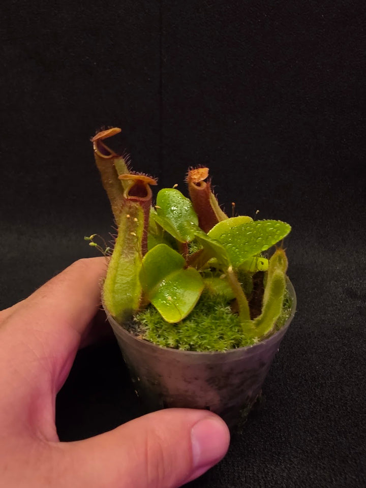 Nepenthes Truncata Red Flush F2 #11