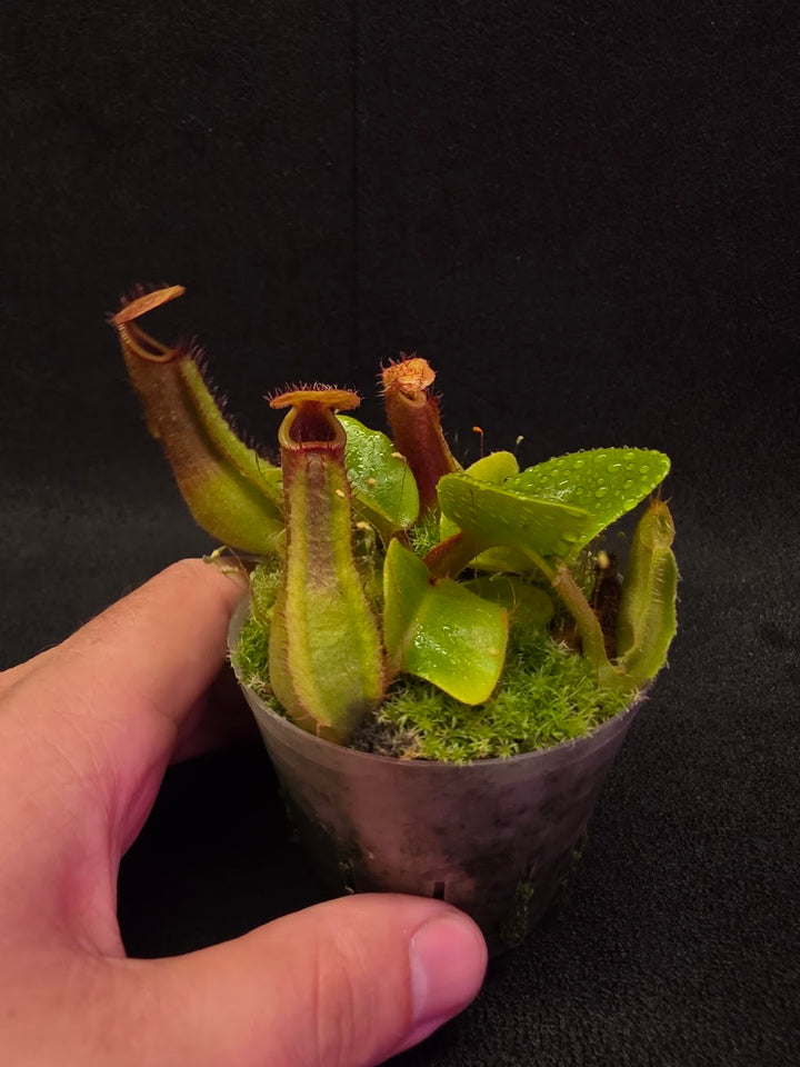 Nepenthes Truncata Red Flush F2 #11