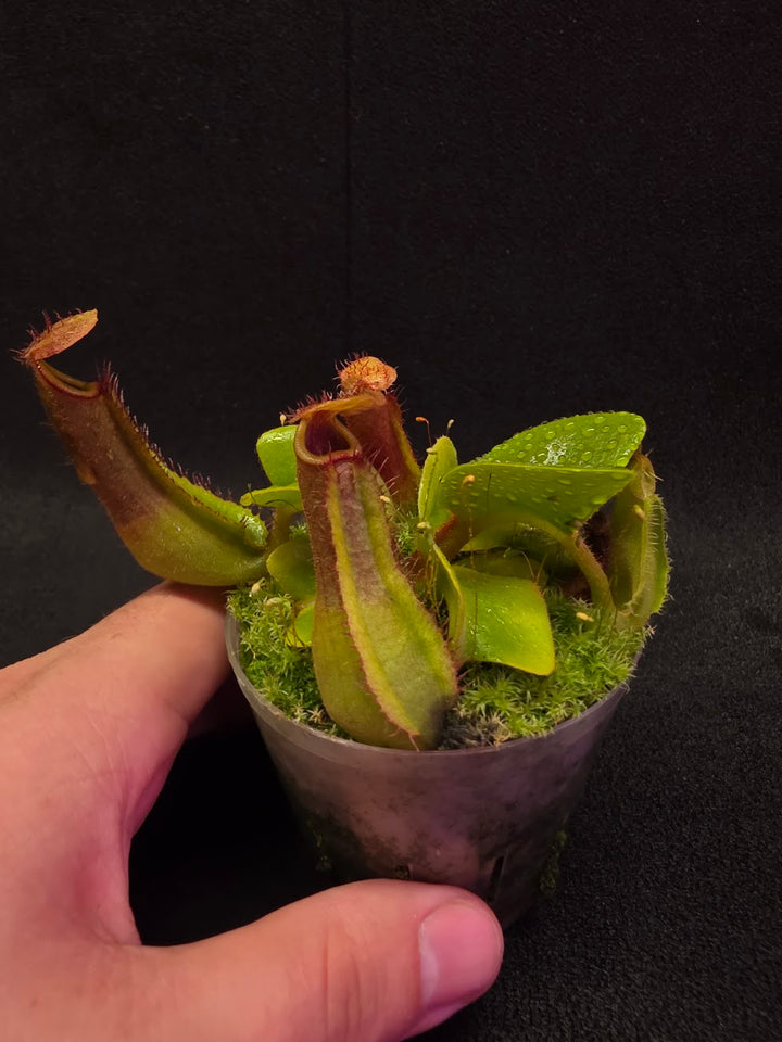 Nepenthes Truncata Red Flush F2 #11