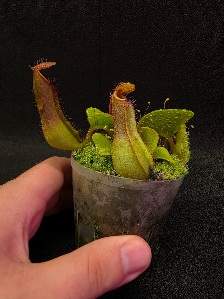 Nepenthes Truncata Red Flush F2 #11