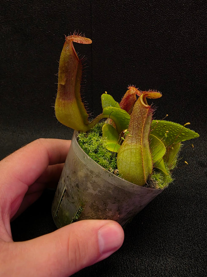 Nepenthes Truncata Red Flush F2 #11