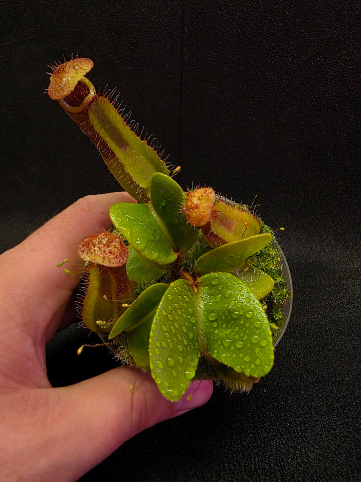Nepenthes Truncata Red Flush F2 #11