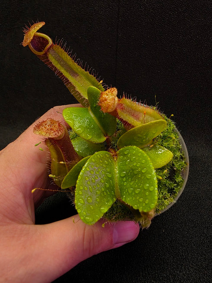 Nepenthes Truncata Red Flush F2 #11