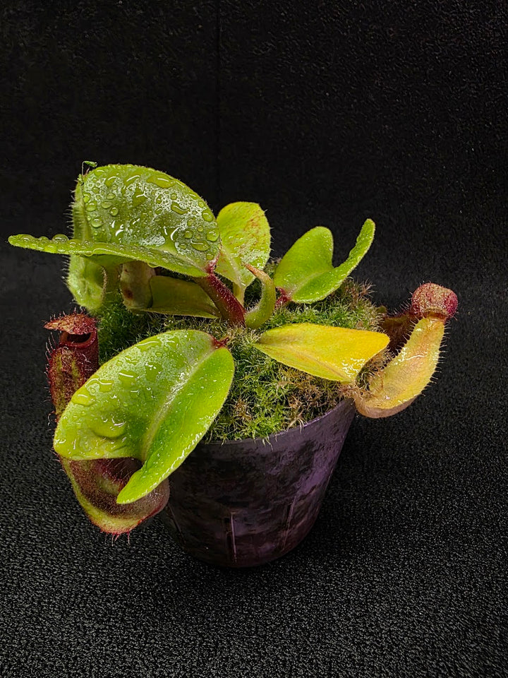 Nepenthes Truncata Red Flush F2 #12
