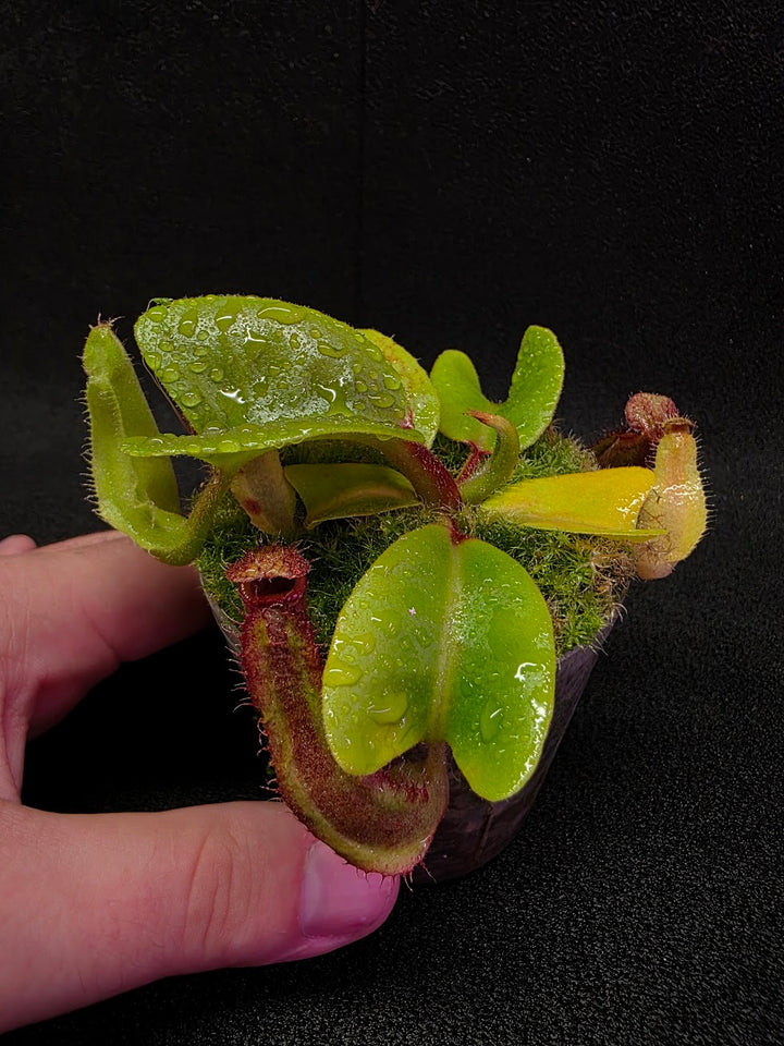 Nepenthes Truncata Red Flush F2 #12