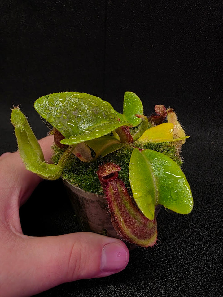 Nepenthes Truncata Red Flush F2 #12