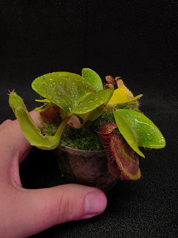 Nepenthes Truncata Red Flush F2 #12