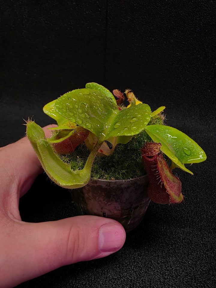 Nepenthes Truncata Red Flush F2 #12