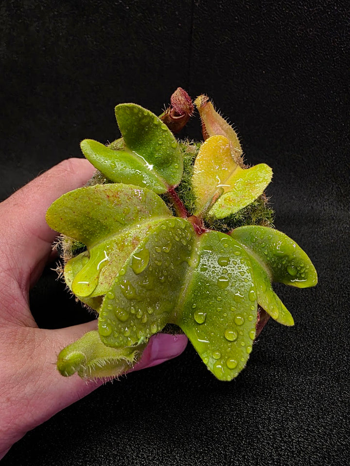 Nepenthes Truncata Red Flush F2 #12