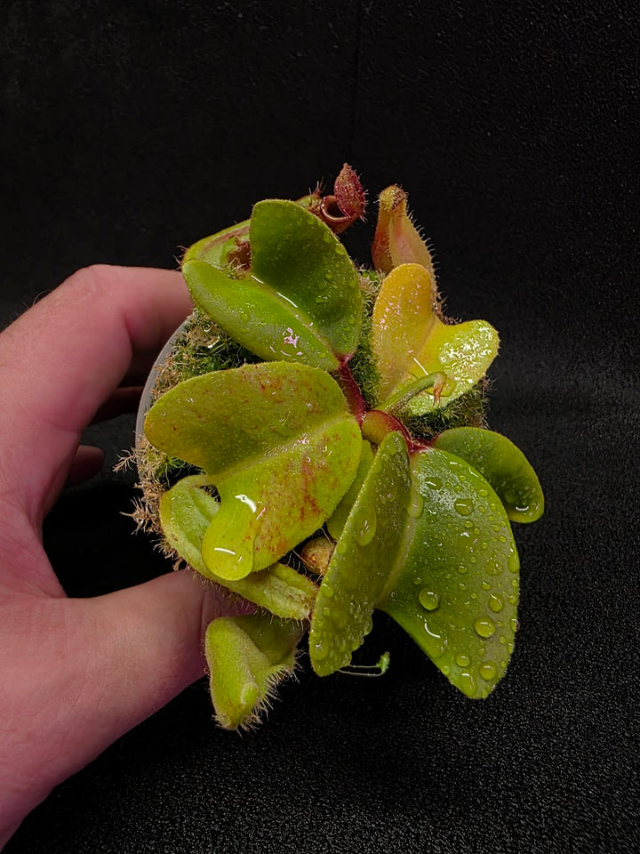 Nepenthes Truncata Red Flush F2 #12