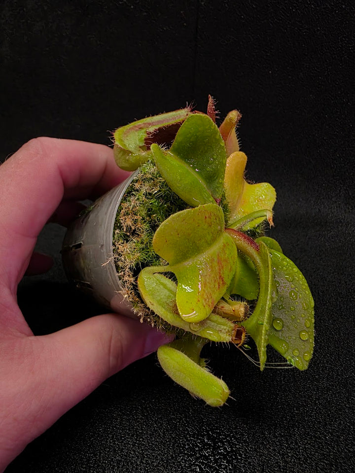Nepenthes Truncata Red Flush F2 #12