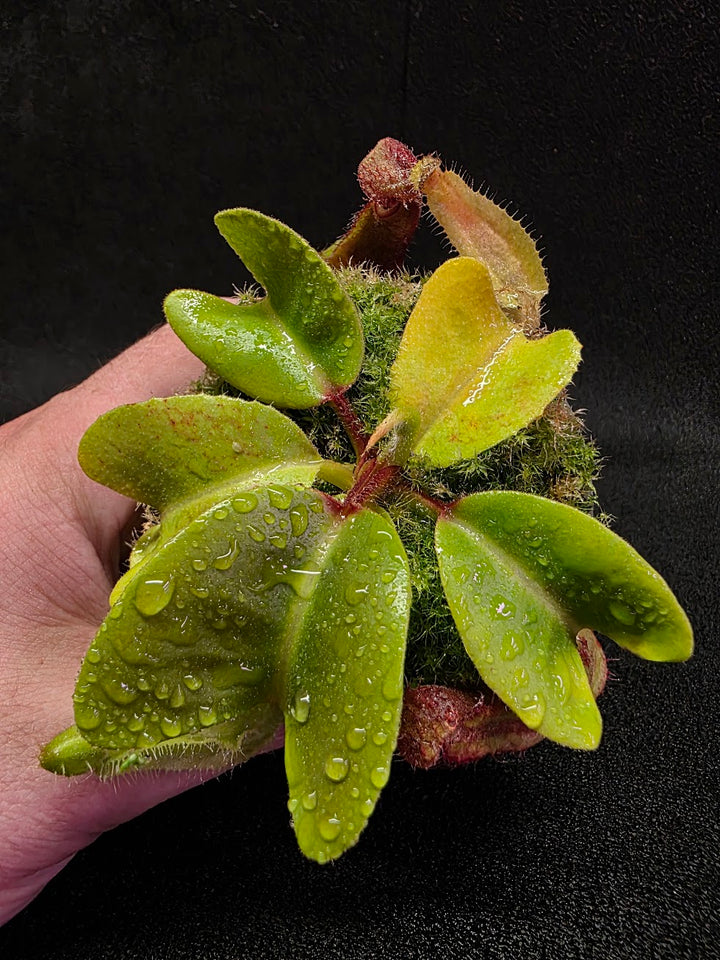 Nepenthes Truncata Red Flush F2 #12