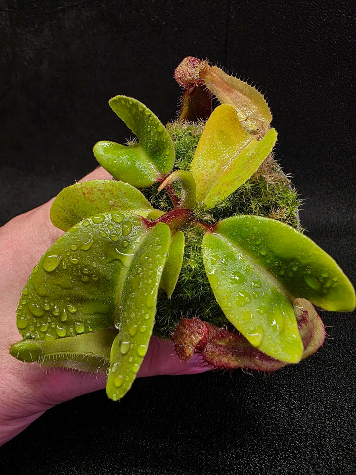 Nepenthes Truncata Red Flush F2 #12