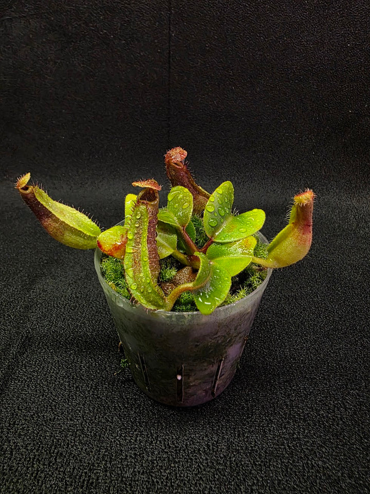 Nepenthes Truncata Red Flush F2 #13