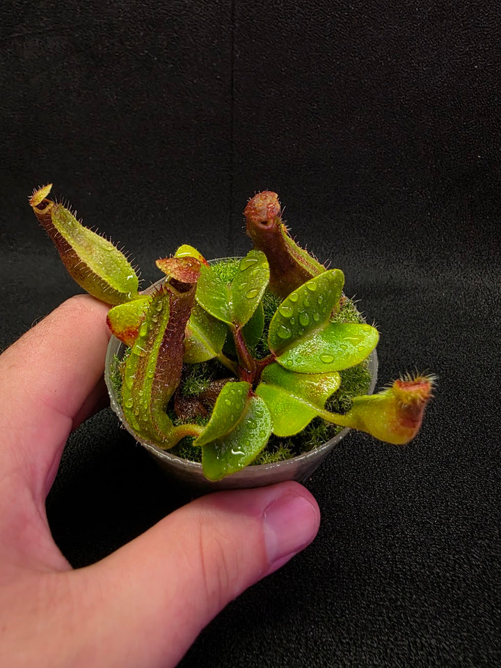 Nepenthes Truncata Red Flush F2 #13