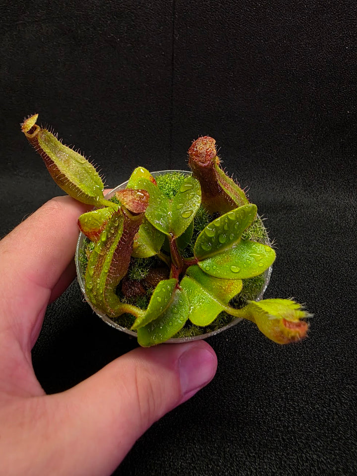 Nepenthes Truncata Red Flush F2 #13