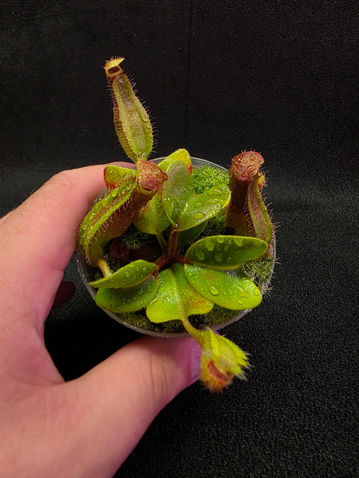 Nepenthes Truncata Red Flush F2 #13