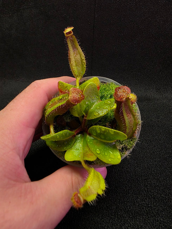 Nepenthes Truncata Red Flush F2 #13