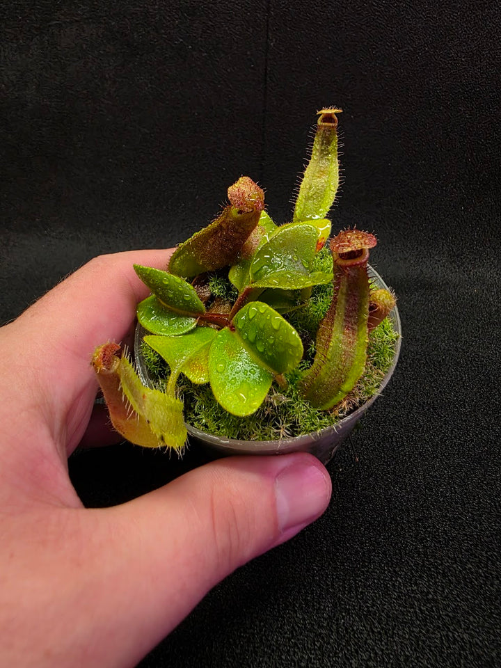 Nepenthes Truncata Red Flush F2 #13