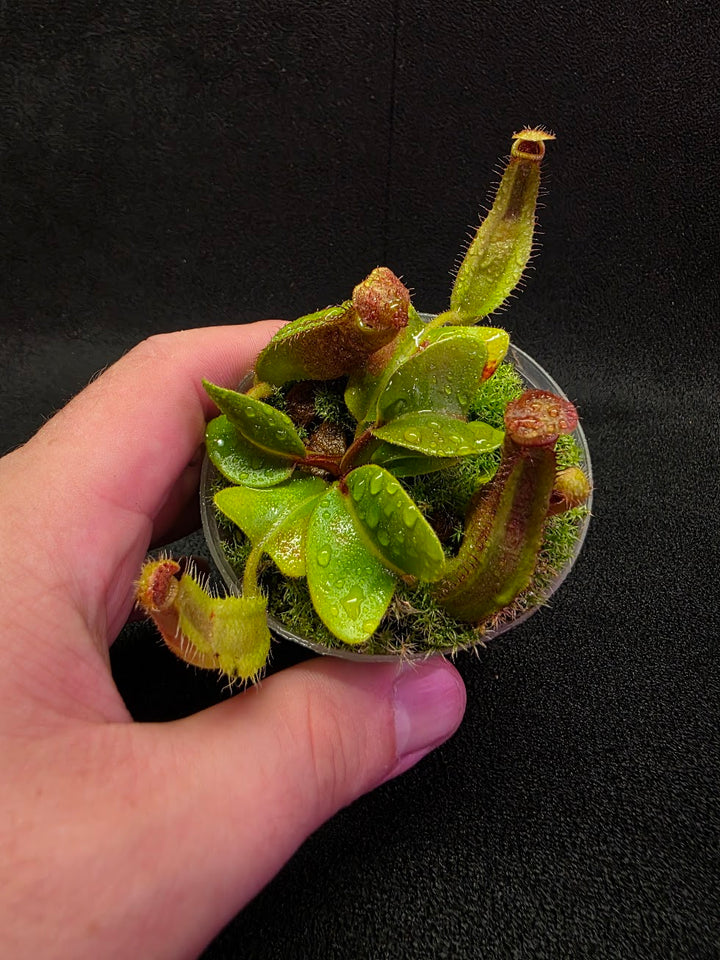 Nepenthes Truncata Red Flush F2 #13