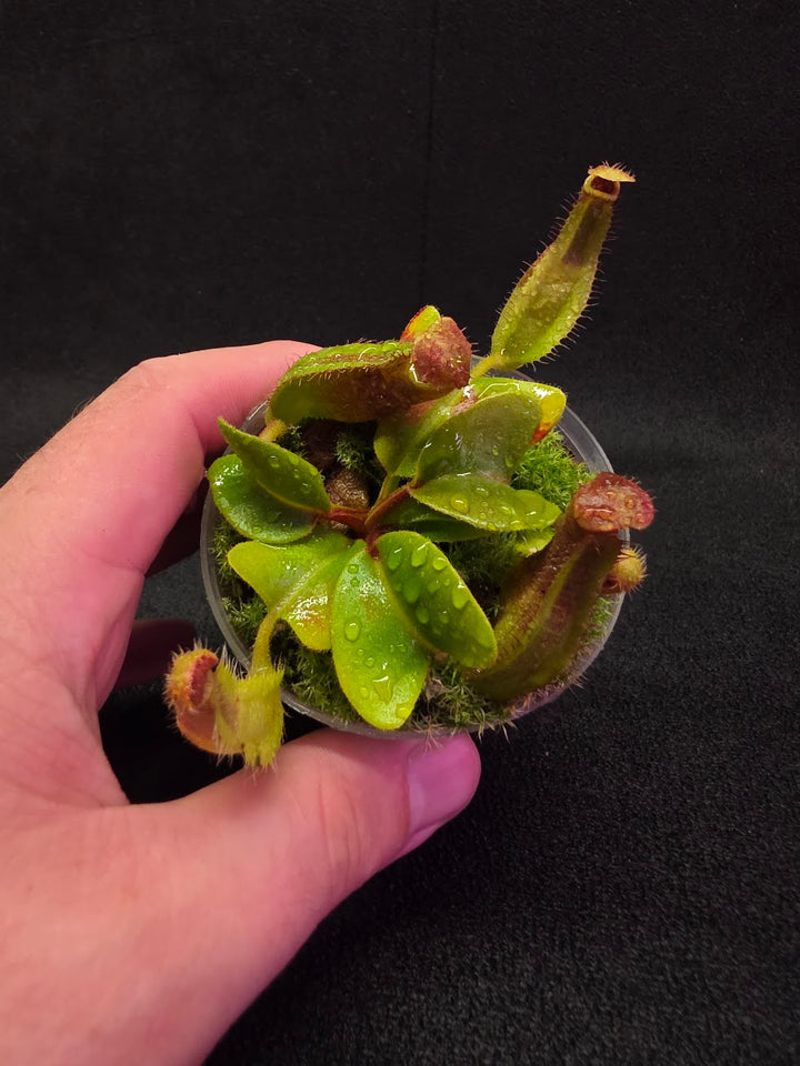 Nepenthes Truncata Red Flush F2 #13
