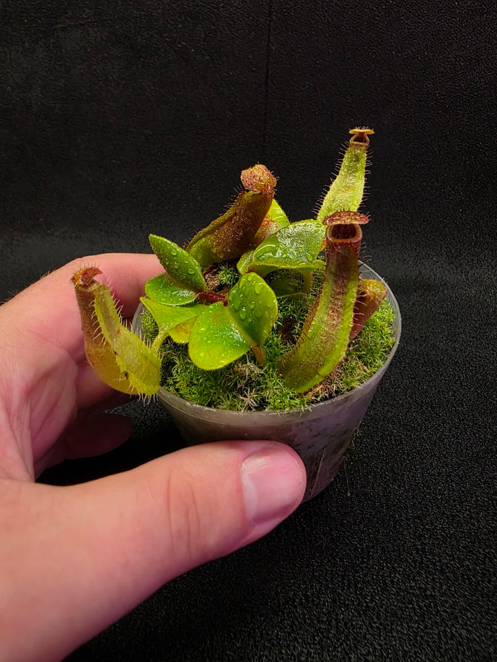 Nepenthes Truncata Red Flush F2 #13