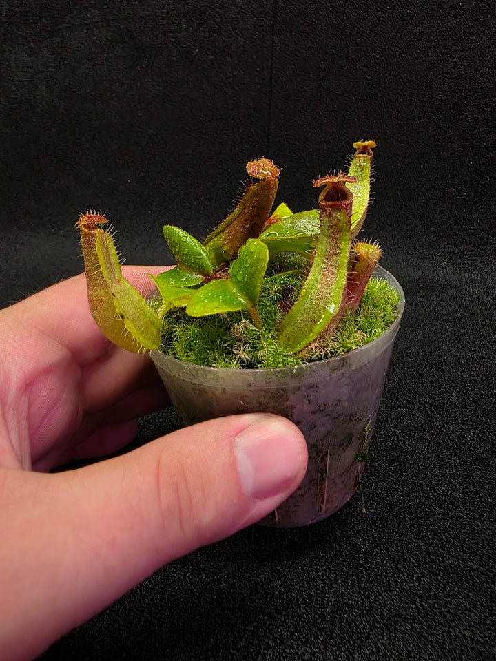 Nepenthes Truncata Red Flush F2 #13