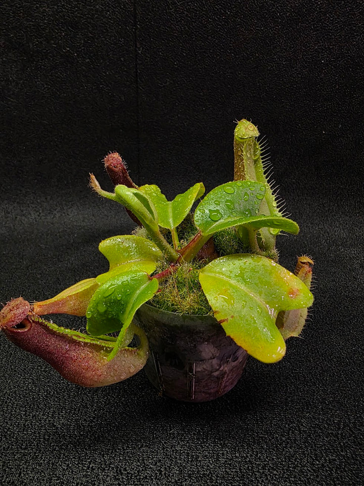 Nepenthes Truncata Red Flush F2 #14