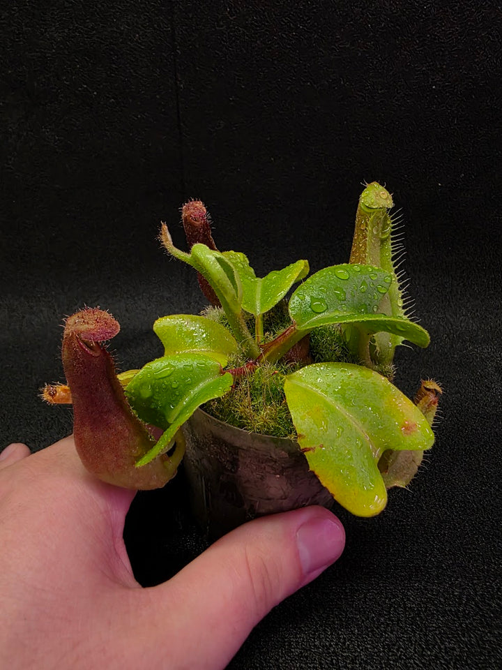 Nepenthes Truncata Red Flush F2 #14