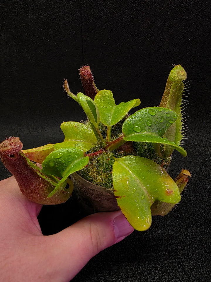 Nepenthes Truncata Red Flush F2 #14