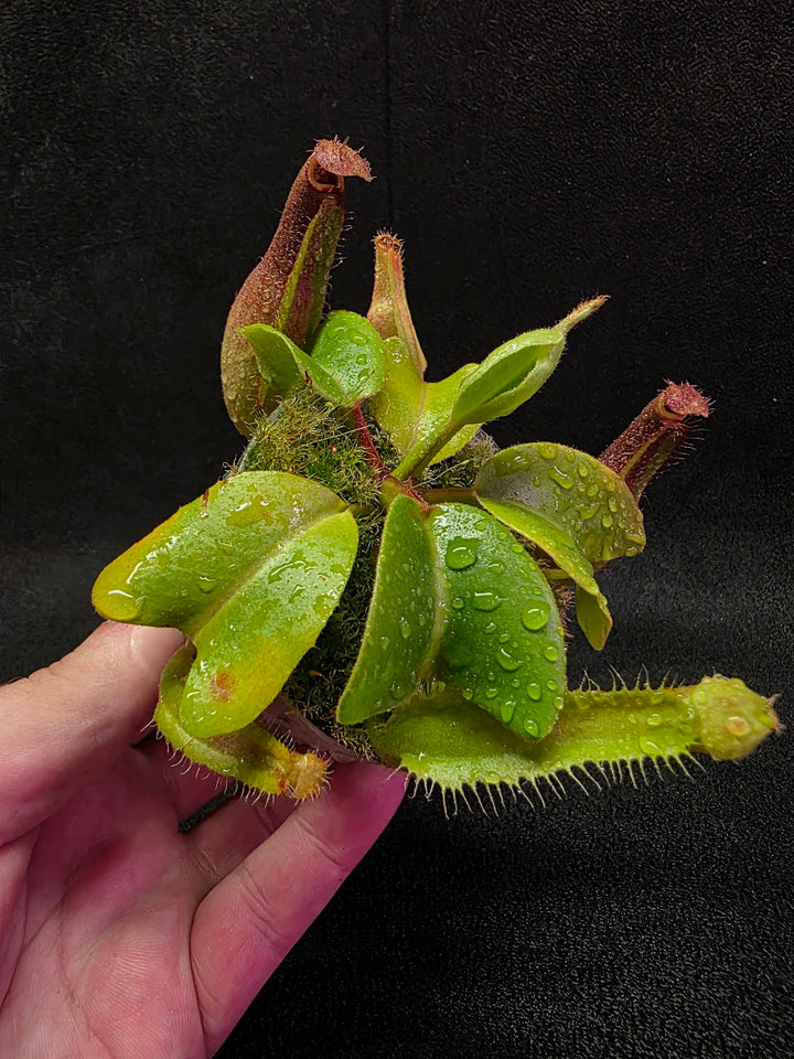 Nepenthes Truncata Red Flush F2 #14