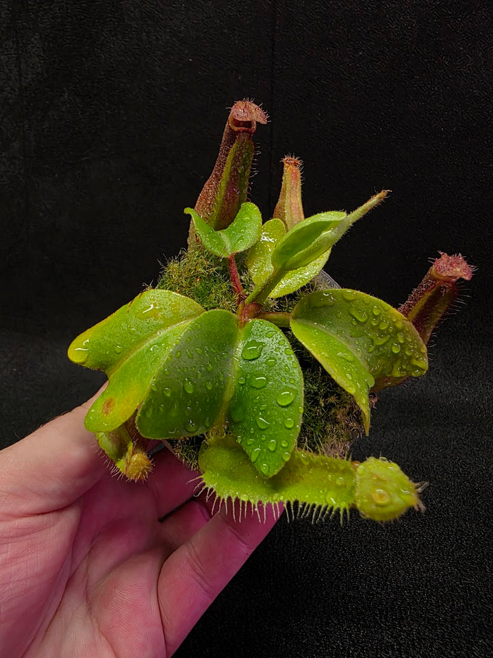 Nepenthes Truncata Red Flush F2 #14