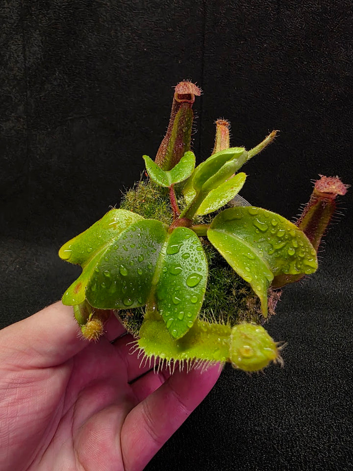 Nepenthes Truncata Red Flush F2 #14