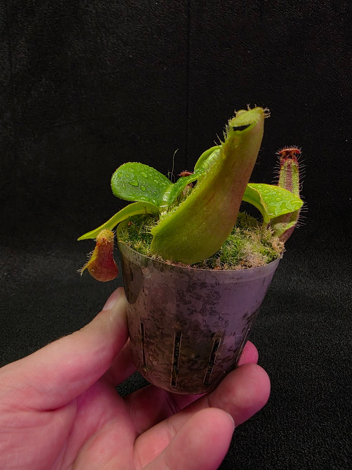 Nepenthes Truncata Red Flush F2 #14