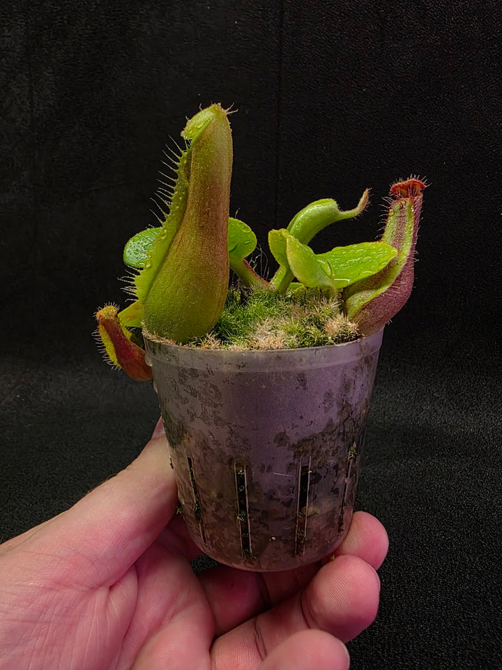 Nepenthes Truncata Red Flush F2 #14