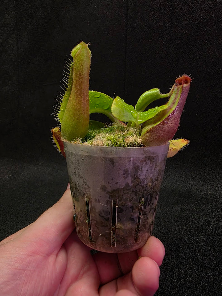 Nepenthes Truncata Red Flush F2 #14