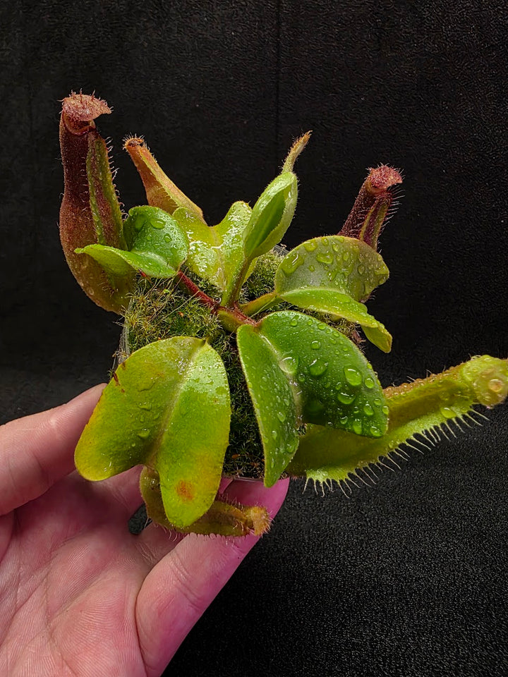 Nepenthes Truncata Red Flush F2 #14