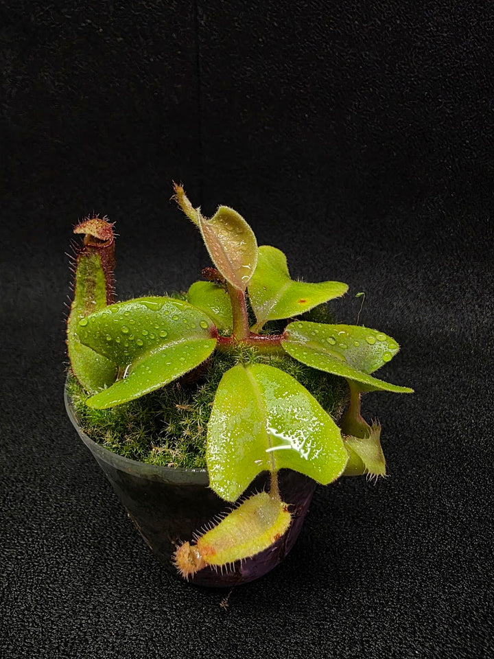 Nepenthes Truncata Red Flush F2 #15