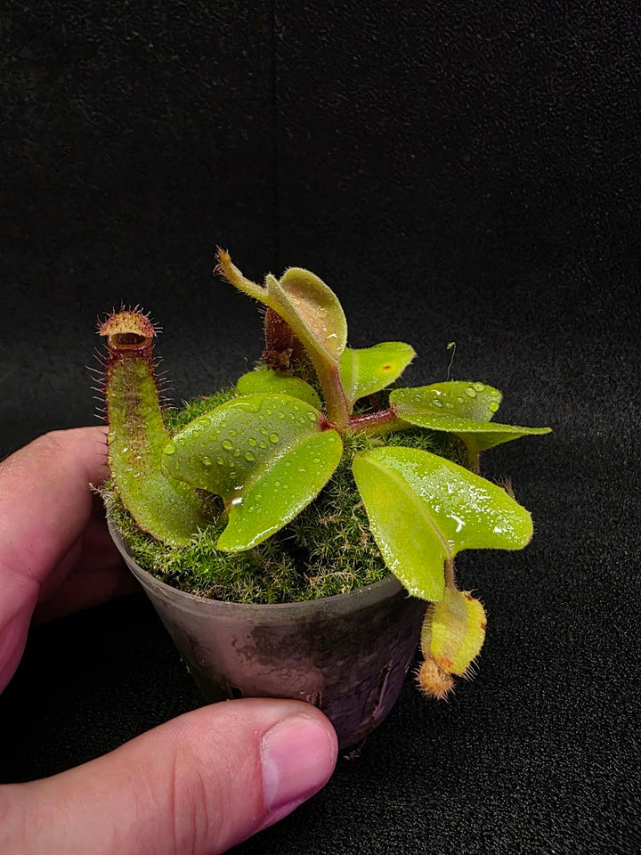 Nepenthes Truncata Red Flush F2 #15
