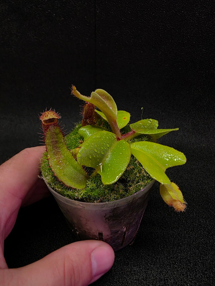 Nepenthes Truncata Red Flush F2 #15