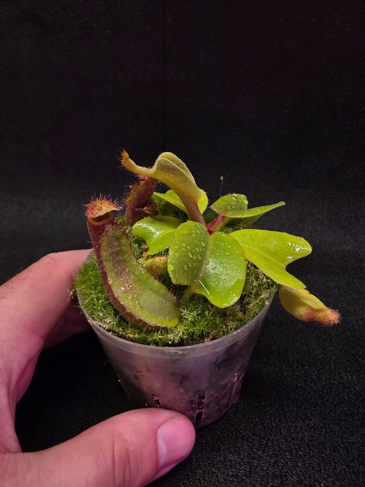 Nepenthes Truncata Red Flush F2 #15
