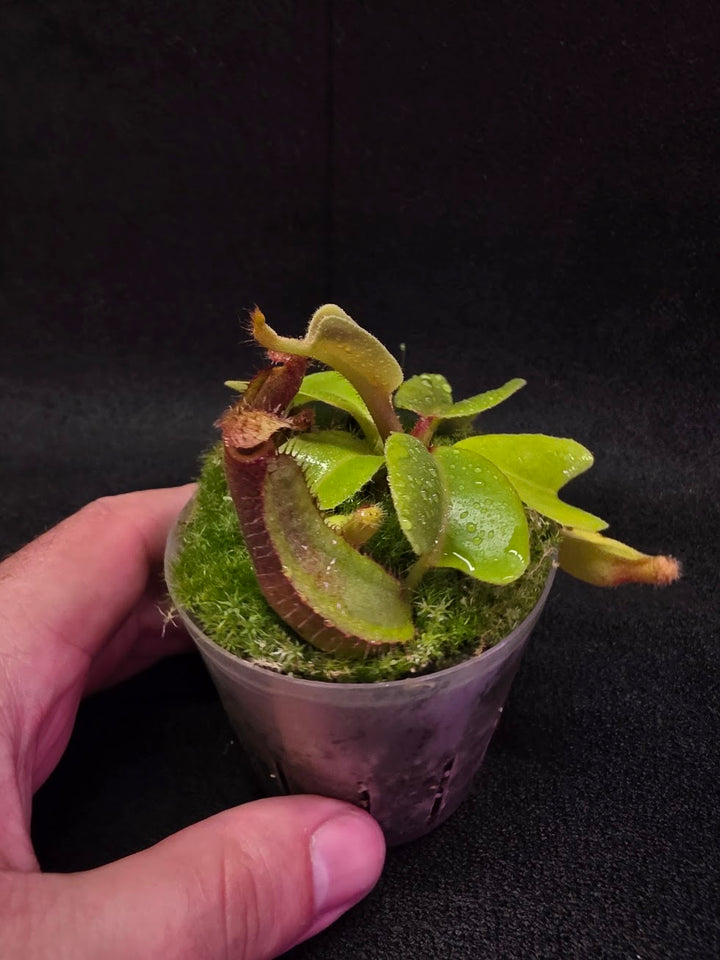 Nepenthes Truncata Red Flush F2 #15