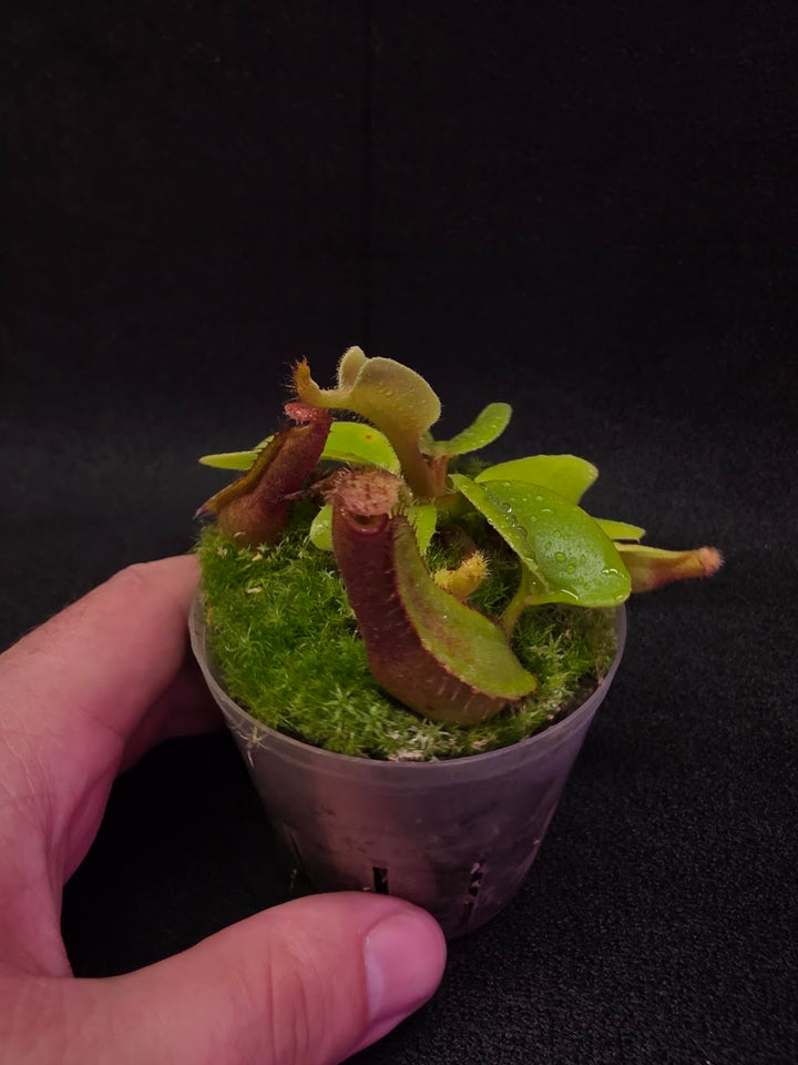 Nepenthes Truncata Red Flush F2 #15