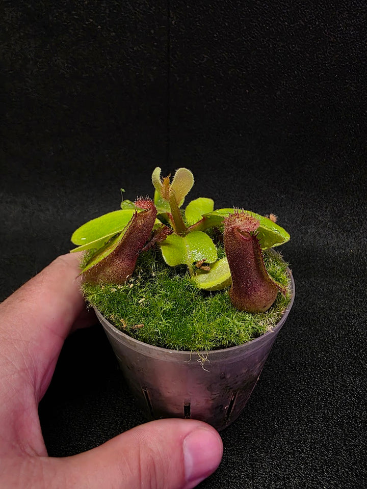 Nepenthes Truncata Red Flush F2 #15