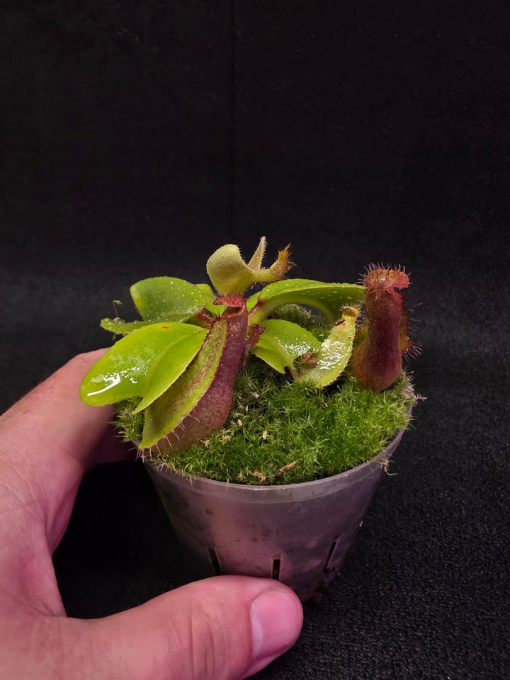 Nepenthes Truncata Red Flush F2 #15