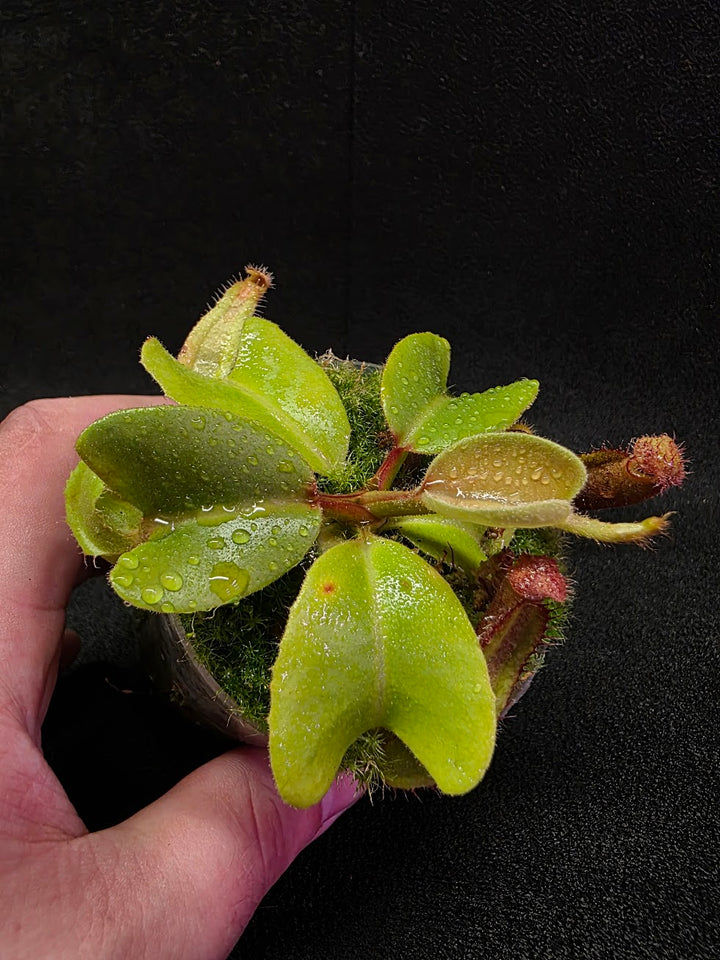 Nepenthes Truncata Red Flush F2 #15
