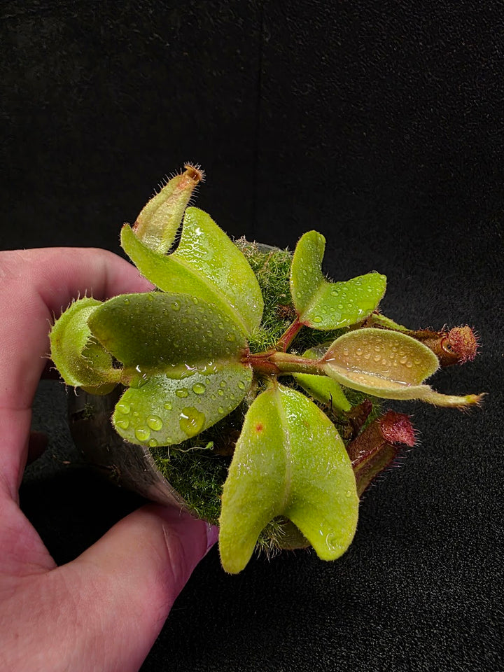 Nepenthes Truncata Red Flush F2 #15