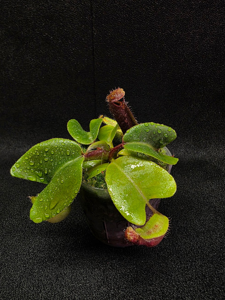 Nepenthes Truncata Red Flush F2 #16