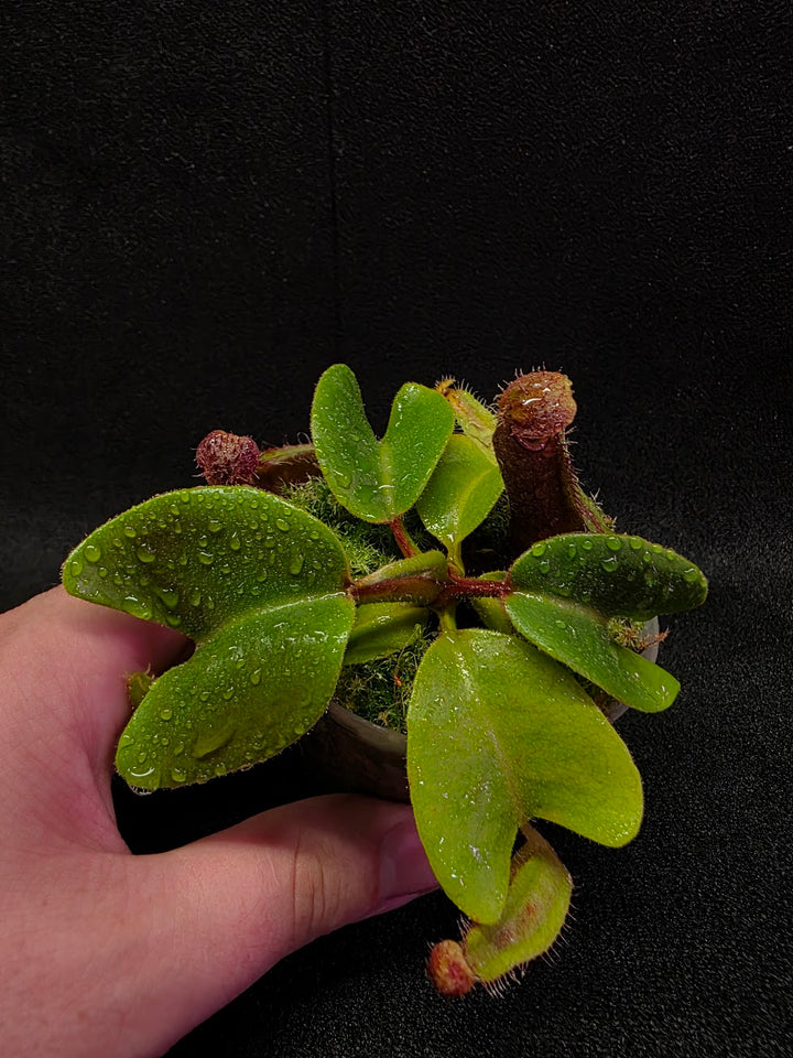 Nepenthes Truncata Red Flush F2 #16